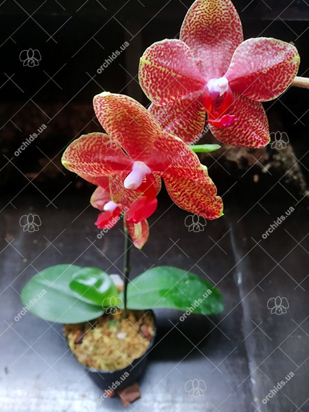 Phalaenopsis Miro Sun 'Miro 2' x Yaphon Goldrose 'Yaphon'.jpg