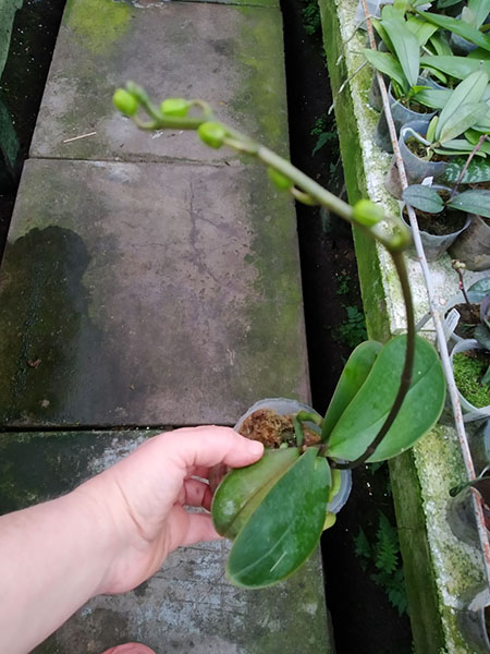 Phalaenopsis stuartiana yellow.jpg