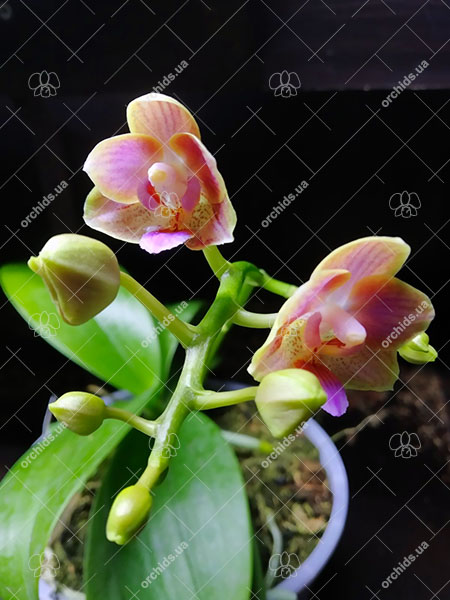 Phalaenopsis (Liu’s Twilight 'Rainbow') x Yaphon Perfume 'Yellow'.jpg