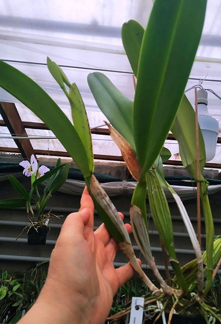 Cattleya trianae (alba x coerulea).jpg