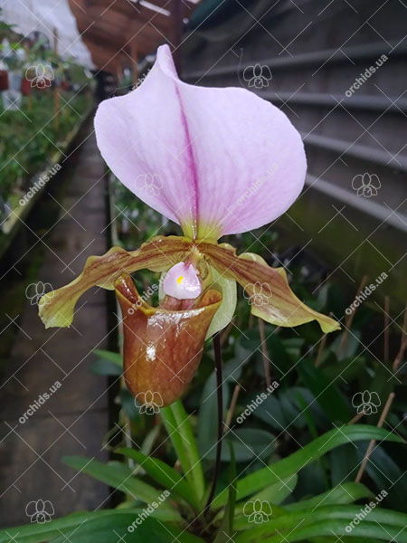 Paphiopedilum spicerianum x charlesworthii.jpg