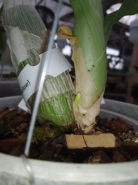 Catasetum (Joao Stivalli x vinaceum amarelo).jpg