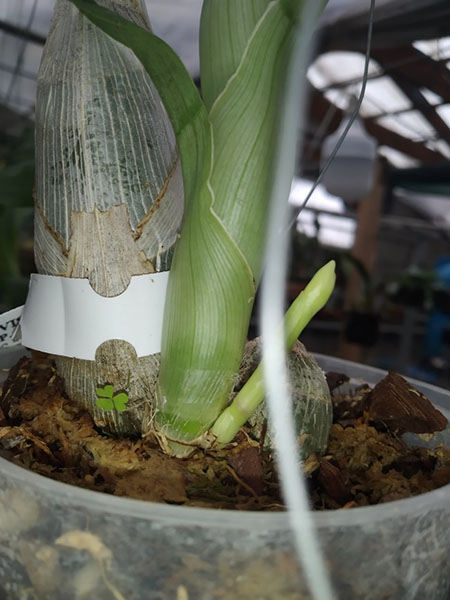 Catasetum (Stephen Moffitt x Alexis Pardo).jpg