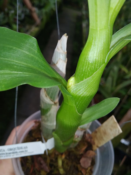 Cycnoches loddigesii.jpg