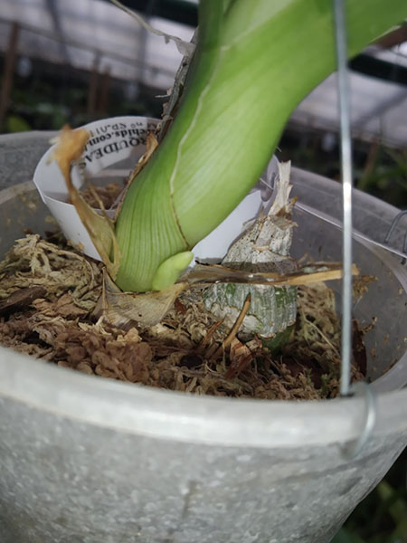 Catasetum (schmidtianum x Everana Glade).jpg