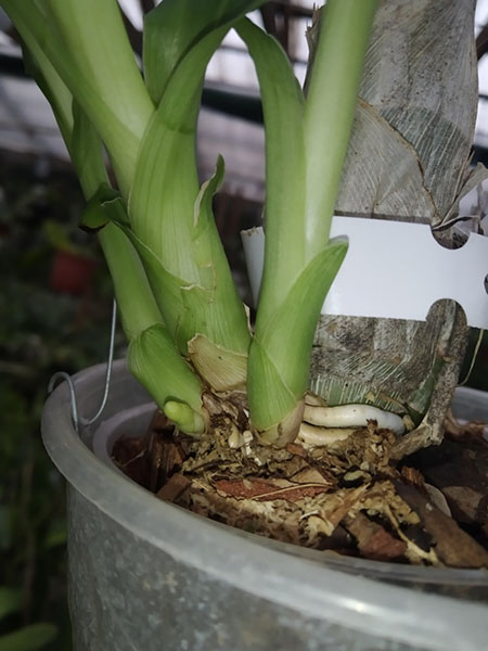 Catasetum (osculatum x Susan Fuchs).jpg