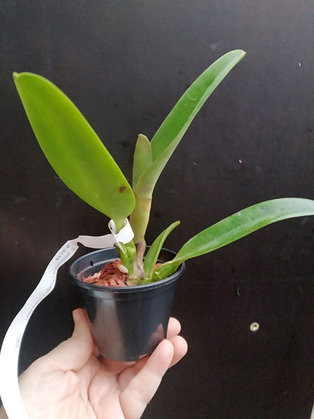 Cattleya percivaliana ('Thiago' x 'Pedra Azul').jpg