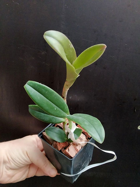 Cattleya velutina (amarela 'Schultz' x 'Felina').jpg