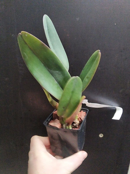 Cattleya warneri rubra 'Jetiba' x warneri escura 'Belezinha'.jpg