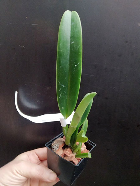 Cattleya percivaliana alba (grandiflora 'Sonia' x 'Fumaca').jpg