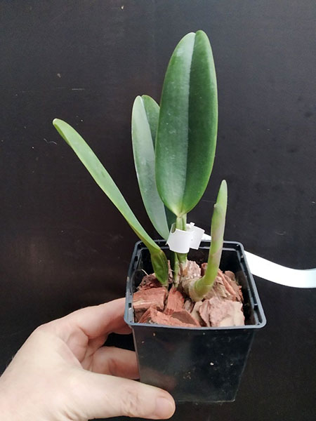 Cattleya percivaliana ('Thiago' x alba 'Labelo Dourado').jpg