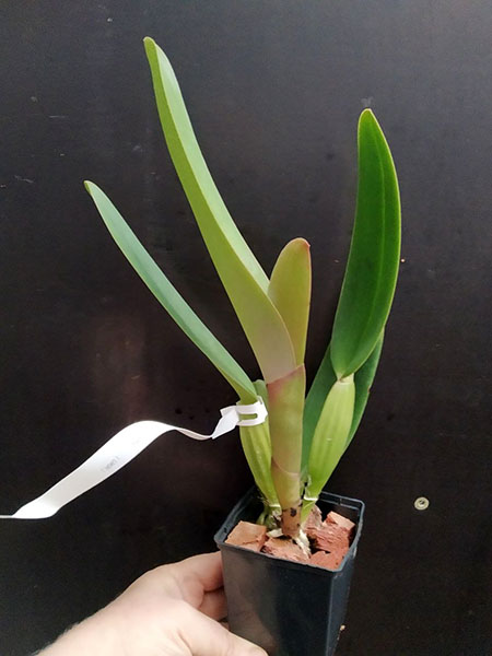 Cattleya labiata amesiana 'Pedra Azul' x tipo.jpg