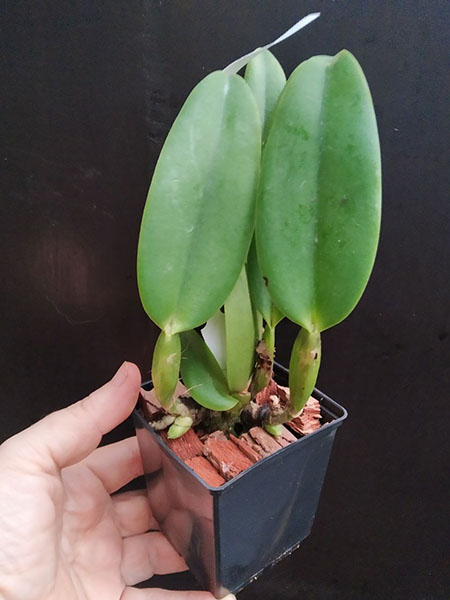 Cattleya warneri semi-alba orlata 'Filha de Fonte Limpa' x 'Lucilio Leite'.jpg