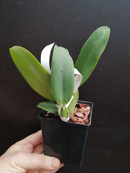 Cattleya Suzanne Hye (gaskelliana semi-alba x mossiaesemi-alba).jpg