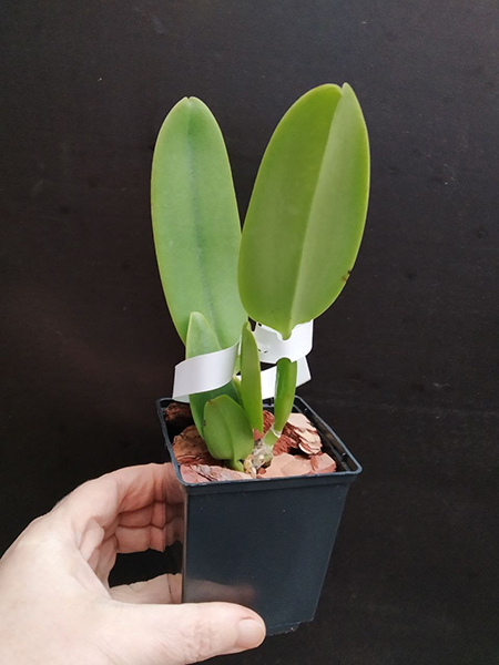 Cattleya warneri suavissima ('Ricardo Bells' x 'Nego').jpg