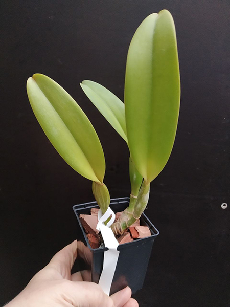 Cattleya warscewiczii alba 'Envigado' x SELF.jpg