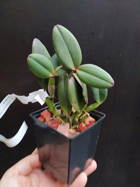 Cattleya schilleriana 'Daniel' x sem pintas 'Carolina'.jpg