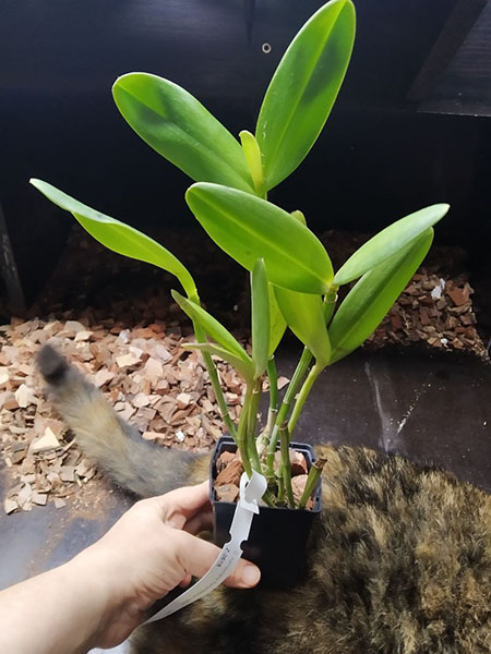 Cattleya harrisoniana 'Perola Majorca' x SELF.jpg