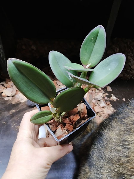 Cattleya schilleriana 'Labelo veludo escuro' x 'Surpresa'.jpg
