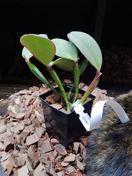 Cattleya schilleriana 'Ibiracu' x Cattleya schilleriana 'Agua Surda'.jpg