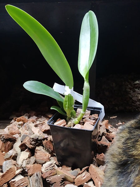 Cattleya labiata semi alba 'Marina' x 'Perola Rubra'.jpg