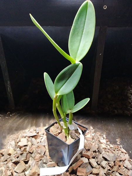 Cattleya amethystoglossa ('Wanderlino Schunk' x flamea 'Ponta Negra').jpg
