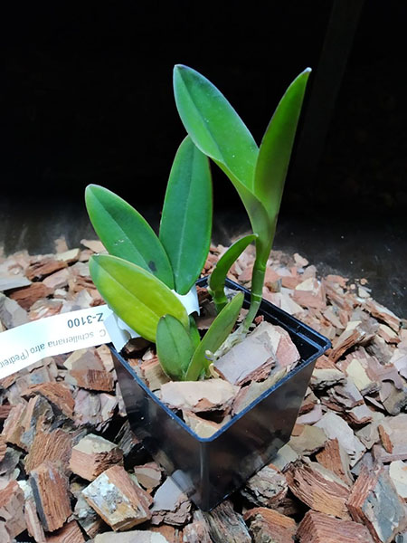 Cattleya schilleriana atro ('Pedreira' x 'Rubi').jpg