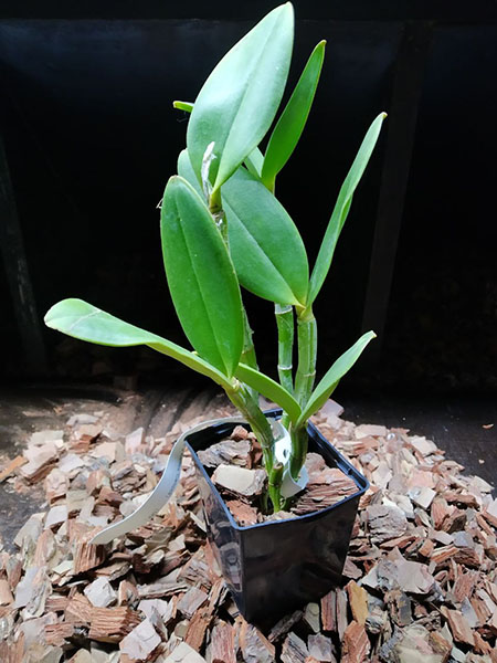 Cattleya amethystoglossa ('Andromeda' x flamea 'Campea').jpg