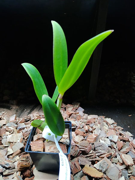 Cattleya amethystoglossa rosada 'Primavera x concolor pintada 'Beijinho no Ombro'.jpg