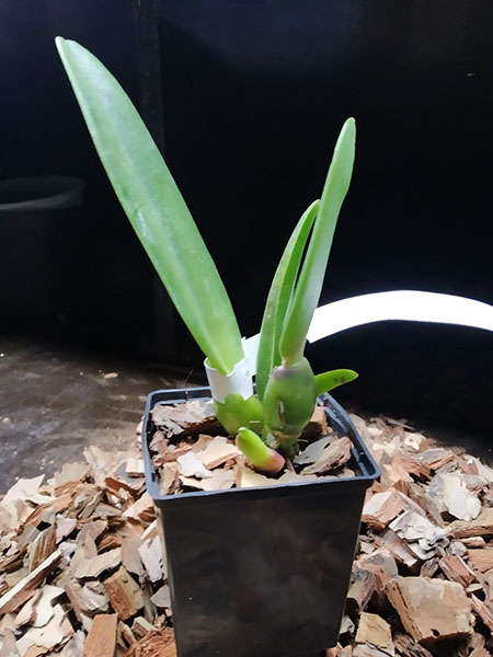 Cattleya percivaliana ('Albert's' x 'Summit-Mutant').jpg