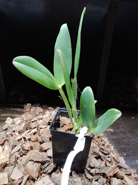 Cattleya amethystoglossa alba 'Vitoria' x albescens 'Beijinho no Ombro'.jpg