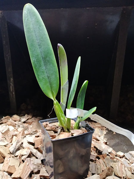 Cattleya mendelli 'Carlos Arango' x semi alba (quase).jpg
