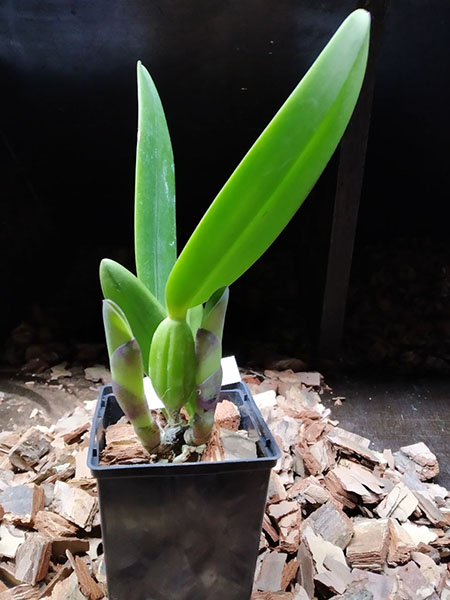 Cattleya mendelli semi alba (quase) x mendelli concolor 'Bucaramanga'.jpg