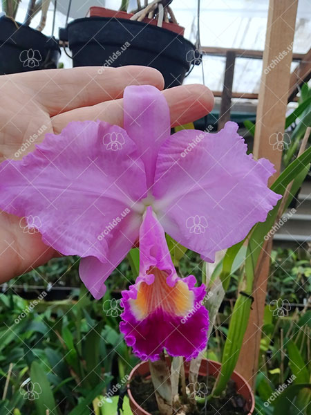 Cattleya trianae 'Fine Variety' (98-8) x Cattleya trianae 'Junio' (12-8).jpg