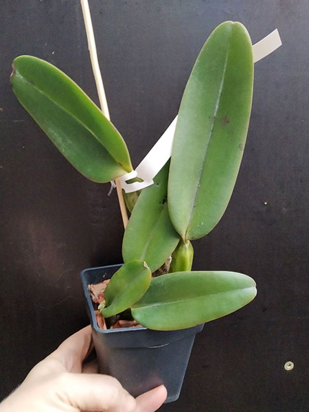 Cattleya warneri (coerulea 'III' x tipo xxx).jpg