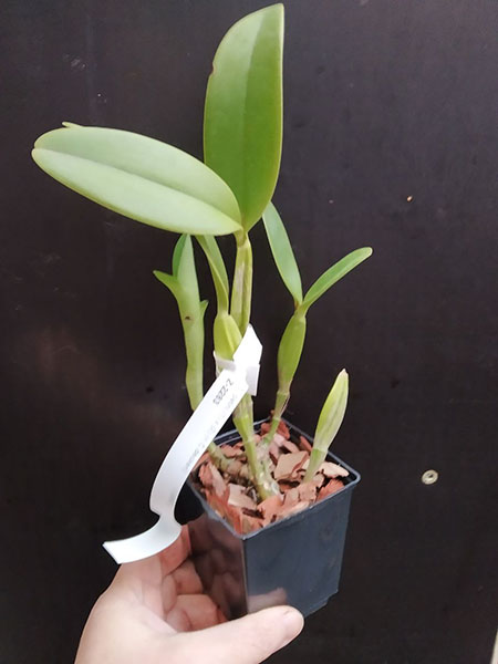 Cattleya patini (1) x (2).jpg