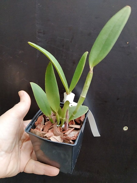 Cattleya amethystoglossa 'Aldebaran' x 'Pedrada'.jpg