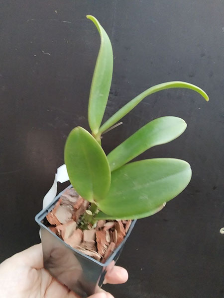 Cattleya amethystoglossa (alba 'Vitoria' x rosada 'Pacifica').jpg