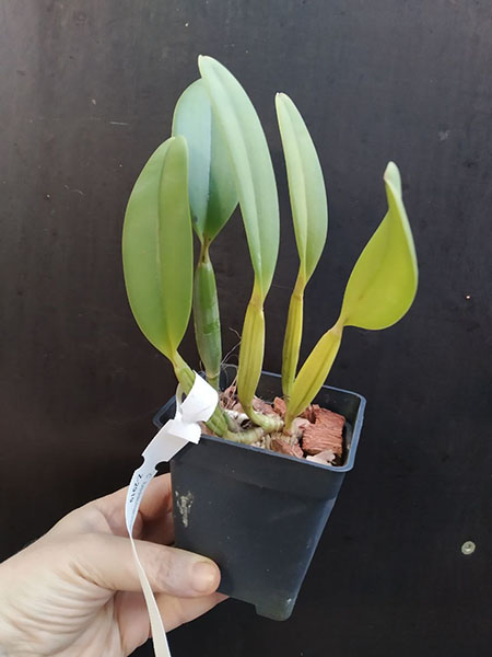 Cattleya lueddemanniana flamea 'Carabobo' x 'Viana'.jpg