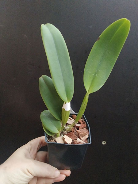 Cattleya labiata semi-alba 'Garganta Escura' x 'Marina'.jpg