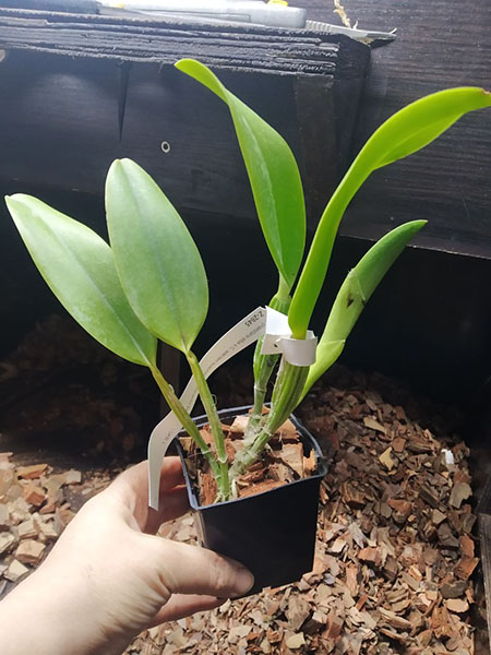 Laelia praestans alba x Cattleya warneri suavissima 'Ricardo Bells'.jpg