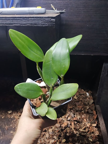 Laelia dayana caerulea x Cattleya intermedia caerulea trilabelo.jpg