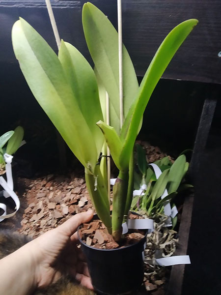 Sophrocattleya William Farrel 'Pastel Parade' x SELF.jpg