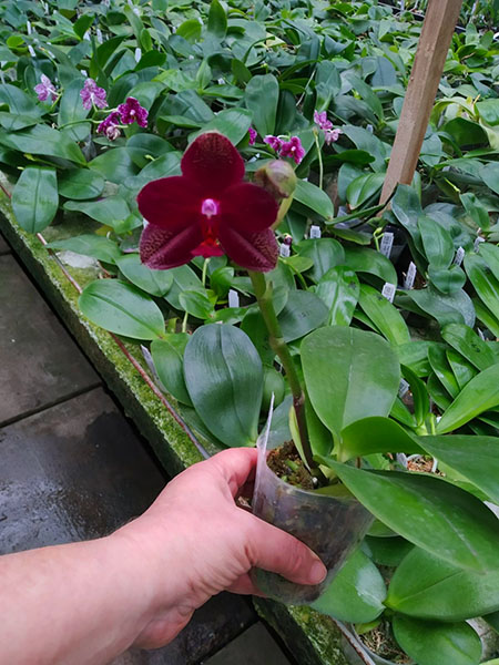 Phalaenopsis Mituo King 'K-Gold'.jpg