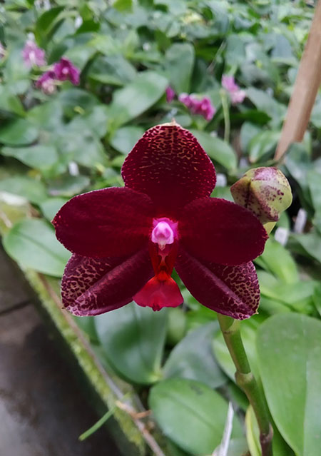 Phalaenopsis Mituo King 'K-Gold'.jpg