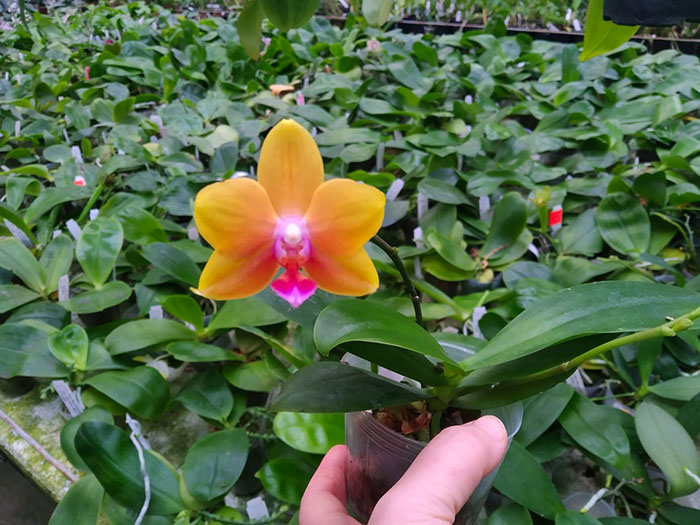 Phalaenopsis Mainshow Unique Orange.jpg