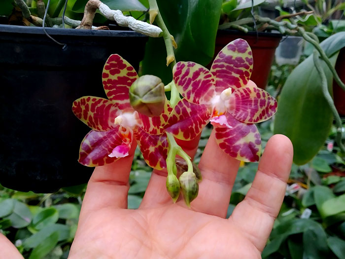 Phalaenopsis Giant Passion x Zheng Min 'Hazel'.jpg