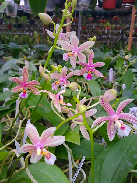 Phalaenopsis Chip Chop 'F4586' x mannii 'Black'.jpg