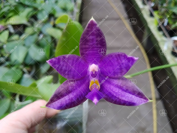Phalaenopsis (YangYang Blue Liuli x lueddemanniana coerulea).jpg