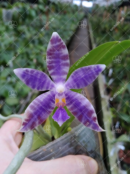 Phalaenopsis (YangYang Blue Liuli x lueddemanniana coerulea).jpg